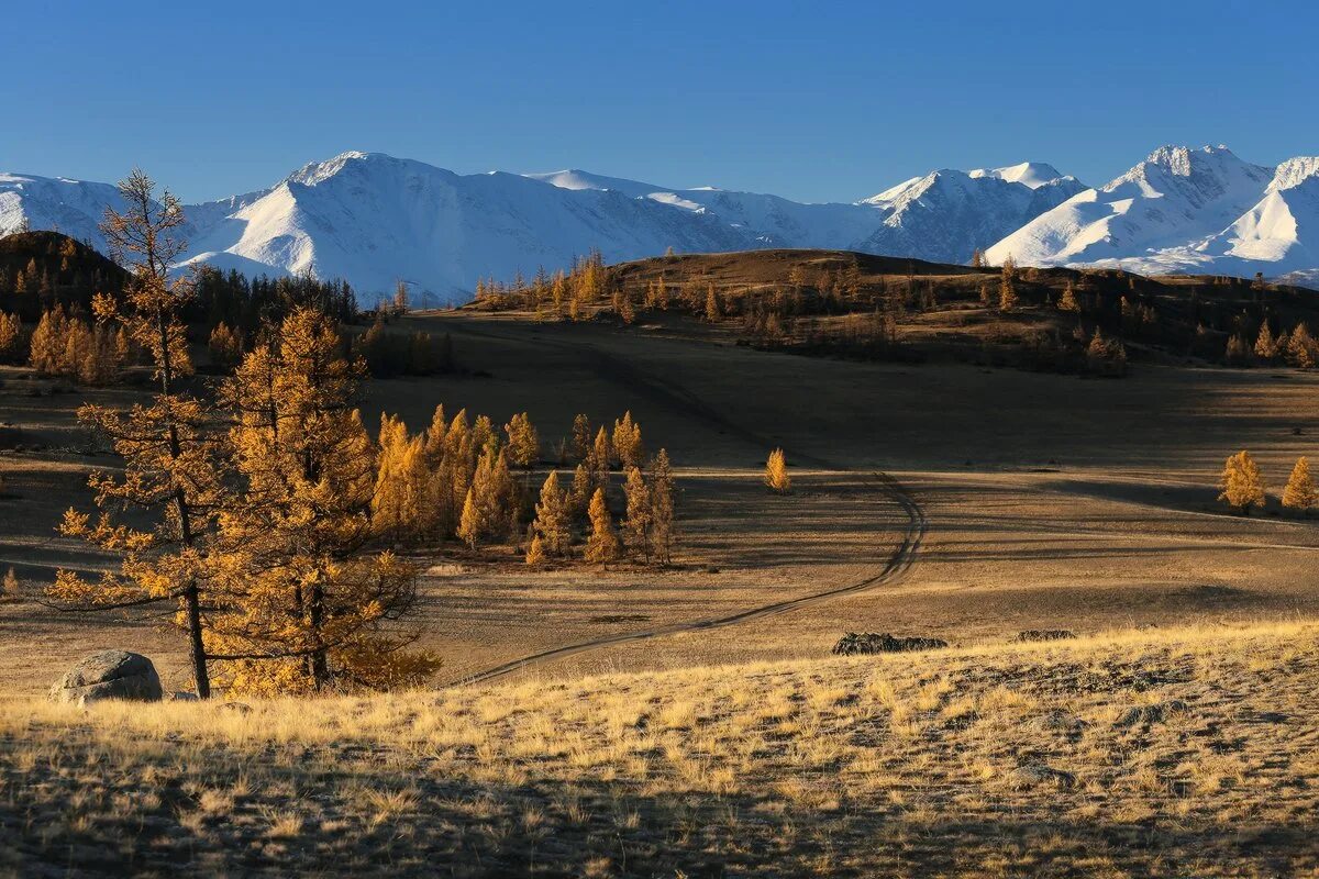 Алтай курай горы. Курай горный Алтай фото. Село курай Красноярский край.