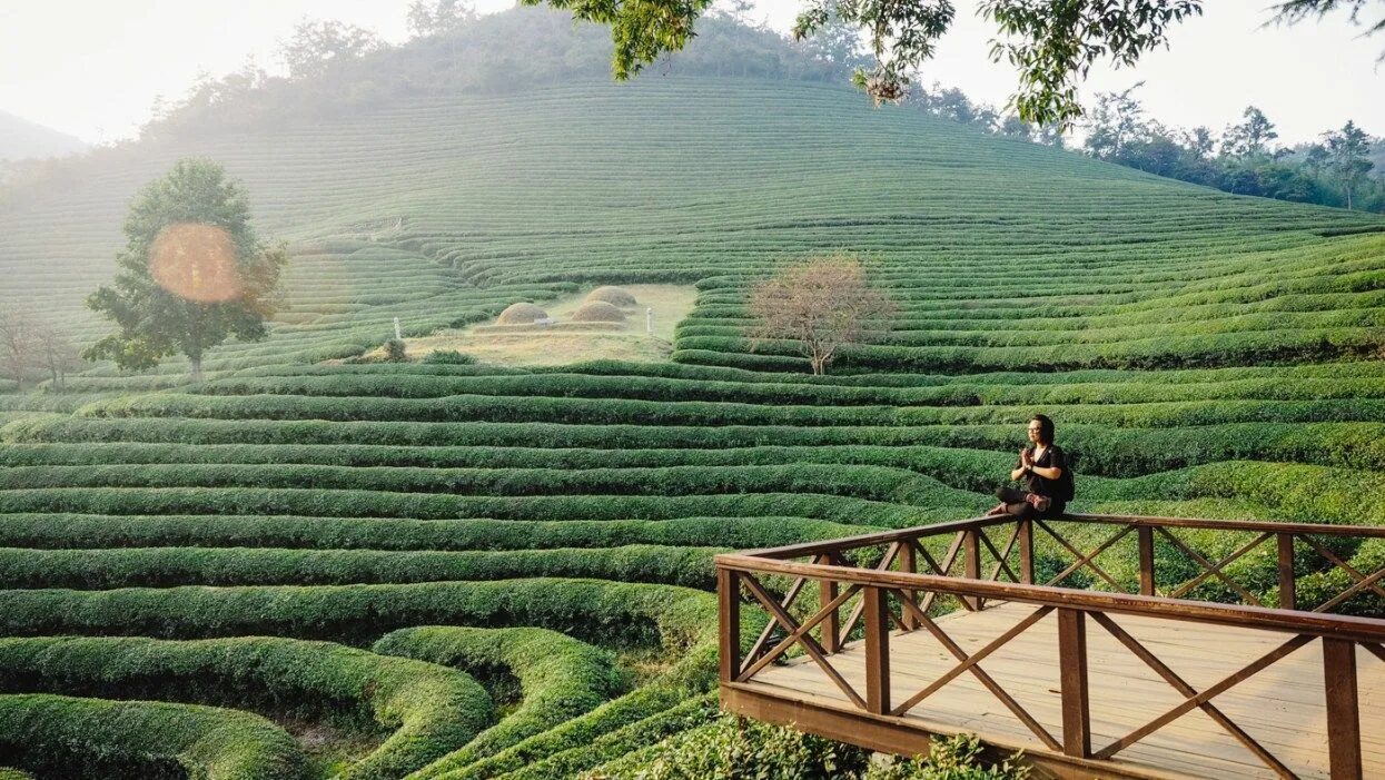 Виды плантаций. Чайные поля Посон Южная Корея. Boseong Tea fields. Чайные плантации Посон. Плантация зеленого чая Посон Корея.