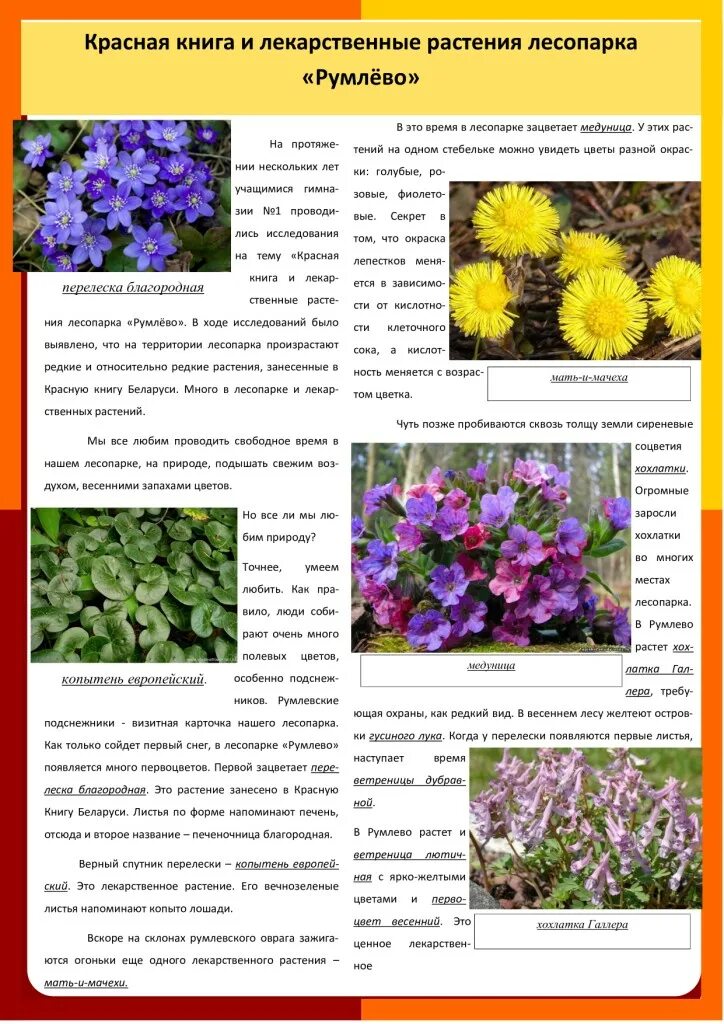 лекарственные растения занесенные в красную книгу