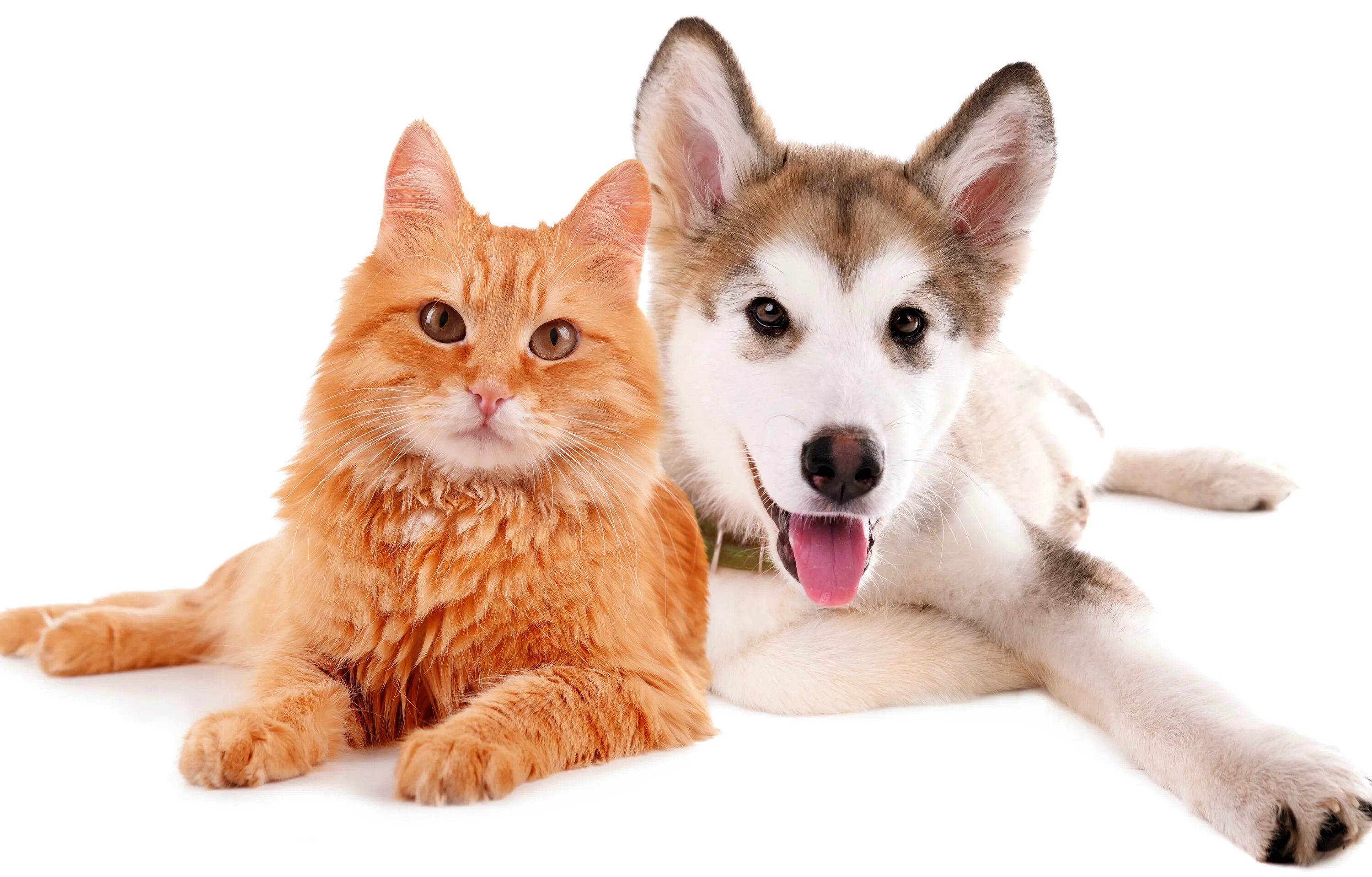 Класс собаки кошки. Кошки и собаки. Кошка и собака на белом фоне. Кошка и собака на прозрачном фоне. Кот и пес на белом фоне.