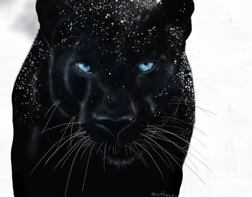 Черные большие рисунки. Черная пантера с голубыми глазами. Черная пантера на снегу. Голубая пантера. Черная пантера с синими глазами.