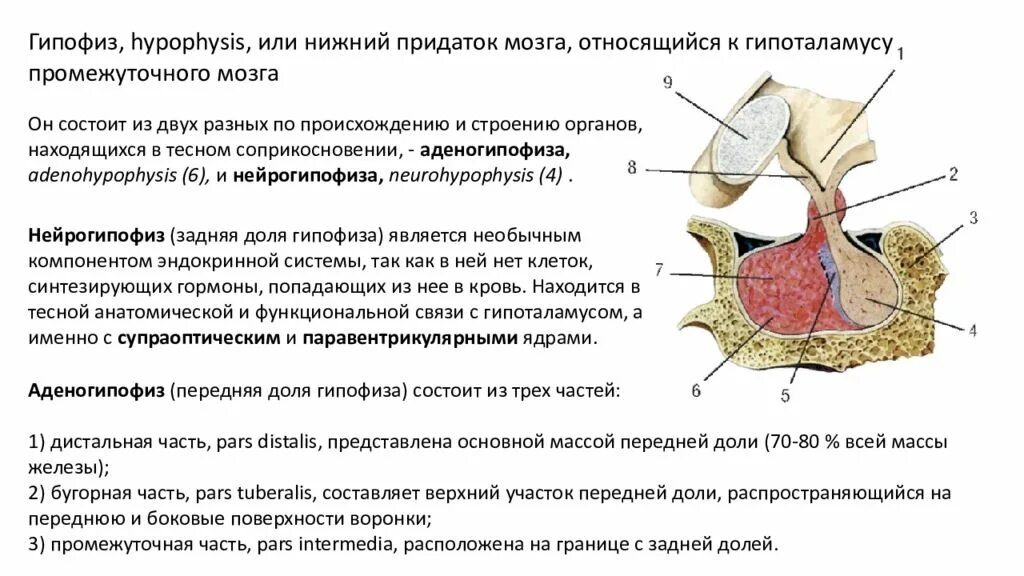 Пример гипофиза. Строение гормонов передней доли гипофиза.