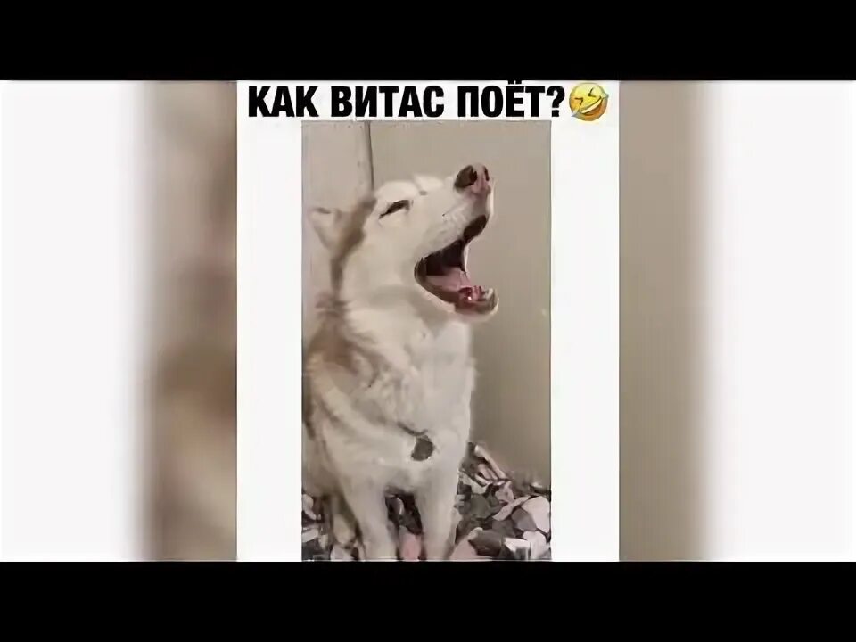 Хаски поет. Новогвинейская поющая собака. Собака поет. Какие песни пел щенок в маске. Какие песни пел щенок в маске.