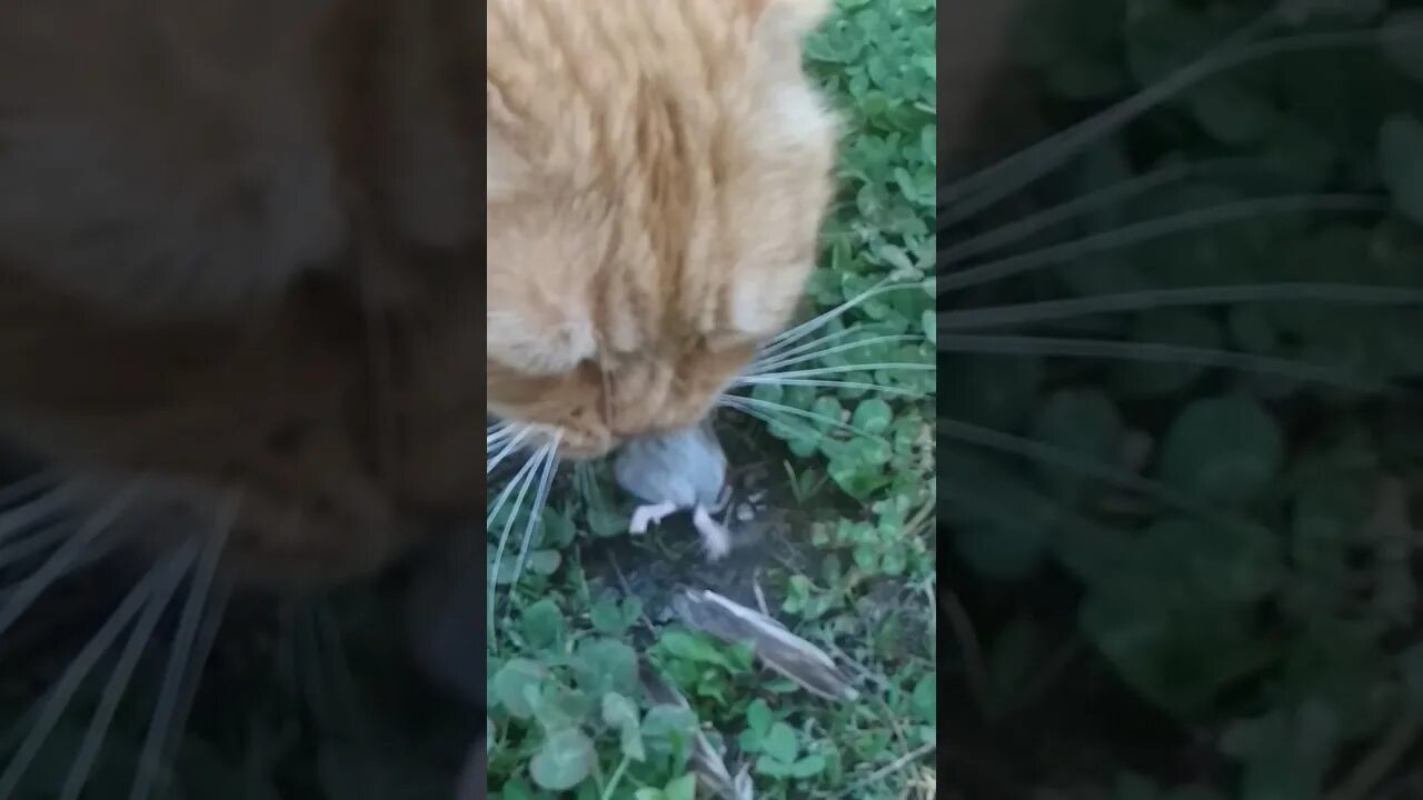 Кот охотится за мухой. Кошка отравилась мышью. Кошка съела тюльпан