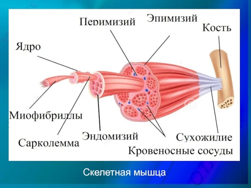 Эндомизий скелетной мышцы. Мышцы эндомизий перимизий эпимизий. Эндомизий мышечного волокна. Строение скелетной мышцы гистология.