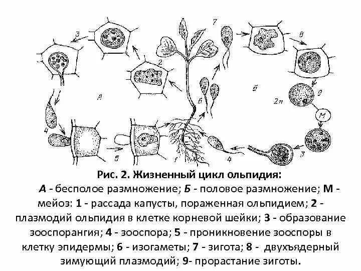 8 жизненный цикл. Схема цикла развития ольпидия капустного. жизненный цикл ольпидия капустного. ольпидиум капустный цикл развития. olpidium brassicae. цикл воспроизведения..