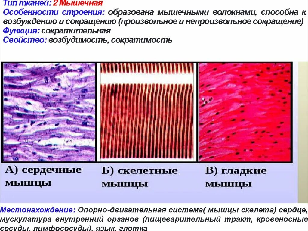 Строение мышечной ткани. Мышечная ткань структура строения. Типы мышечной ткани характеристика. Строение и виды мышечной ткани. Мышечные ткани какие
