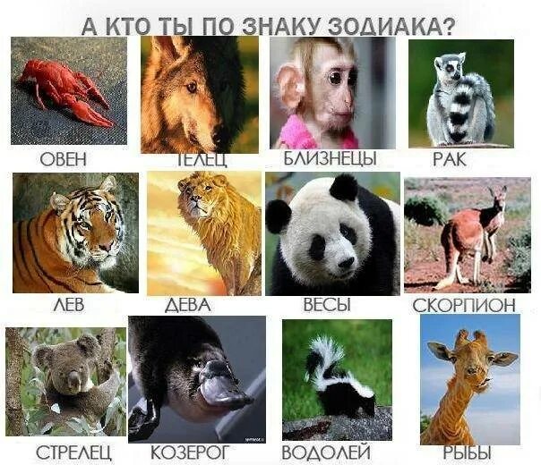 Как узнать какое у меня животное. Животные по знаку зодиака. знаки зодиака животные. кто из животных знаки зодиака. какое ты животное по знаку зодиака.