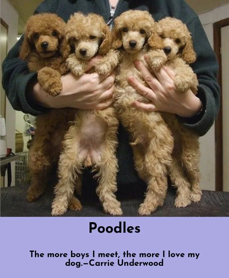 Коричневый пудель щенок. Новорожденные щенки пуделя. Новорожденные щенки пуделя. Той пудель шерсть. Карликовый пудель коричневый.