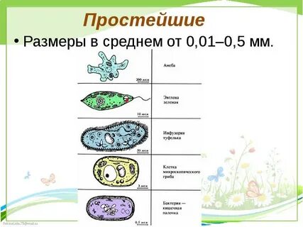 Самостоятельная по биологии 7 класс протисты