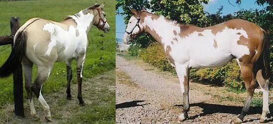 34 horse. Квотерхорсы каттинг. Конюх с лошадью. Булано-пегая. Спутанная лошадь.