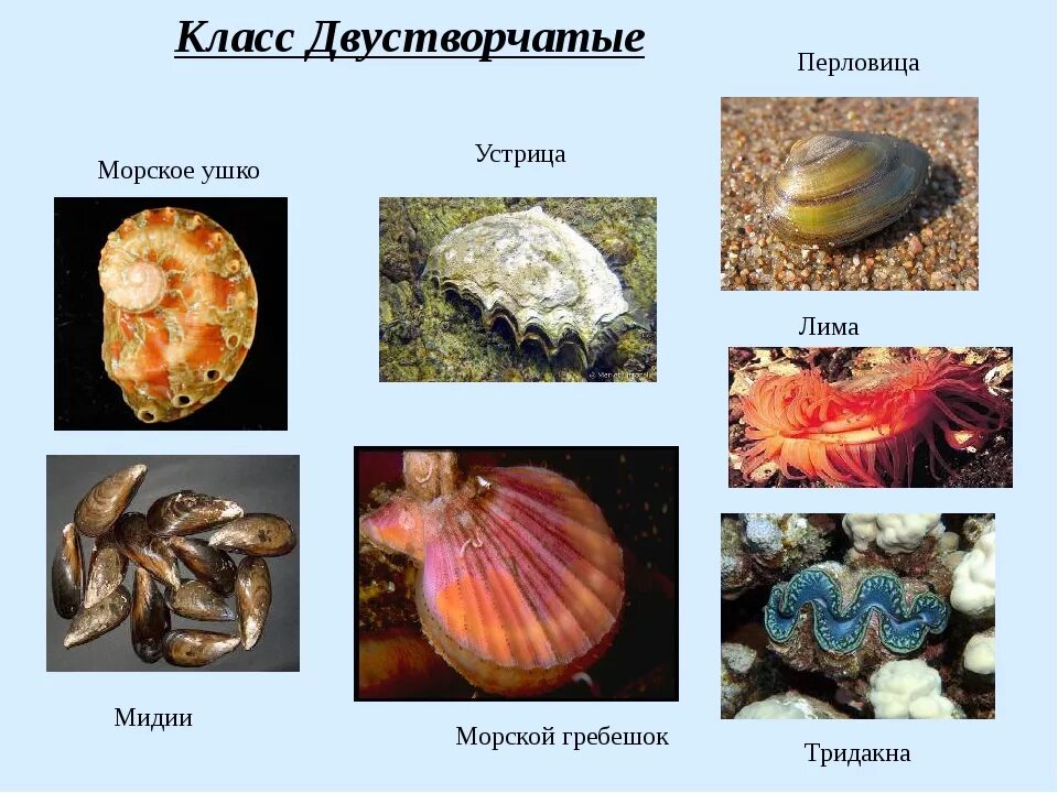 Представители класса двустворчатые моллюски 7 класс. Двустворчатые моллюски 7 класс биология. Двухстворчатые моллюски биология 7 класс. Класс двустворчатые моллюски 7 класс биология. Класс двустворчатые и головоногие