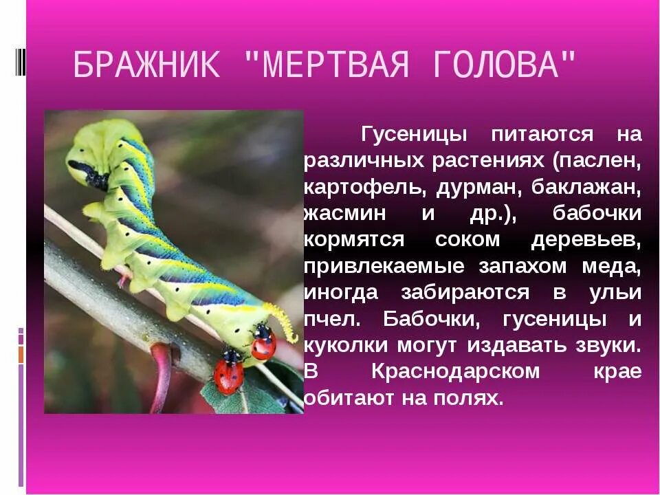 Гусеница бабочки махаон с описанием. Бражник мёртвая голова гусеница. Гусеницы в красной книге. Личинка бабочки махаон. Бабочка аполлон гусеница.