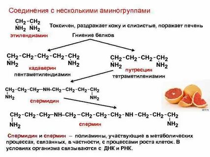 Гниение белков происходит