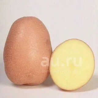 Картофель зекура характеристика сорта