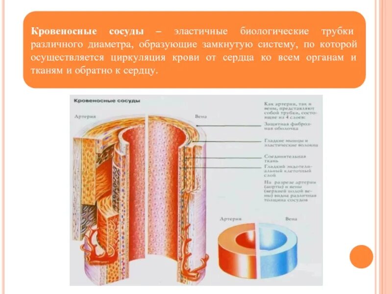 Стенка кровеносных сосудов состоит из тканей. Диаметр кровеносных сосудов. кровеносные сосуды по диаметру. сосуды кровеносной системы диаметр.