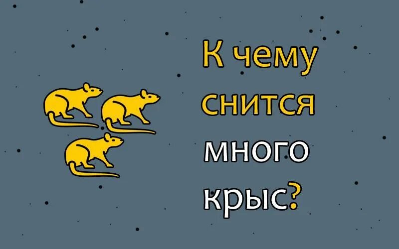 Сон белые крысы к чему снится женщине