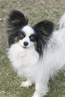 Papillon владикавказ