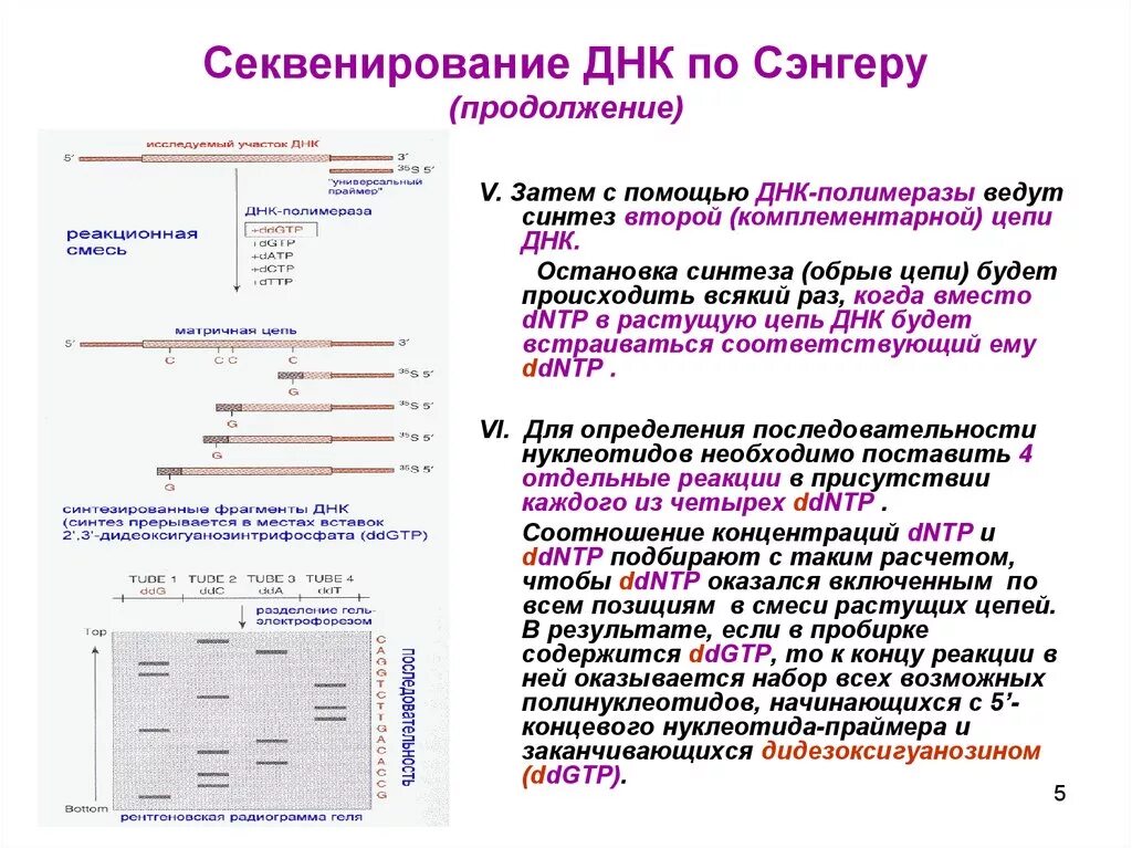 Метод секвенирования днк. Принцип метода секвенирования по Сэнгеру. Этапы и метод секвенирования ДНК по Сэнгеру. Принцип метода секвенирования ДНК. Секвенирование ДНК схема.