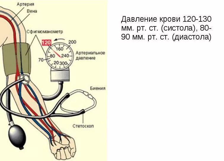 Низкое давление какие сосуды. Верхний показатель давления крови. Артериальное и венозное давление норма. Верхнее артериальное давление. Ад артериальное давление.