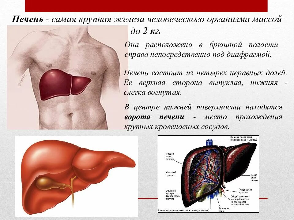 Самая главная железа