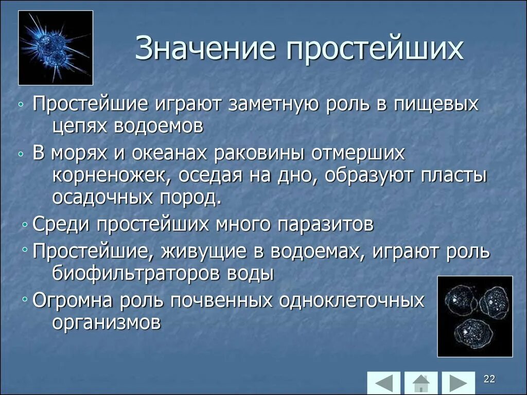 Что является простейшим элементом. Значение простейших. Значение простейших в природе. Роль простейших. Роль простейших в природе.