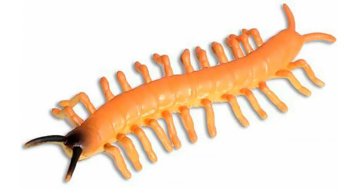 Подстолье складное dlt сороконожка, 1,2м. Магазин сороконожка в хабаровске. Подстолье складное dlt сороконожка, 2,4м. Сороконожка с рогами. Сороконожка сколопендра.