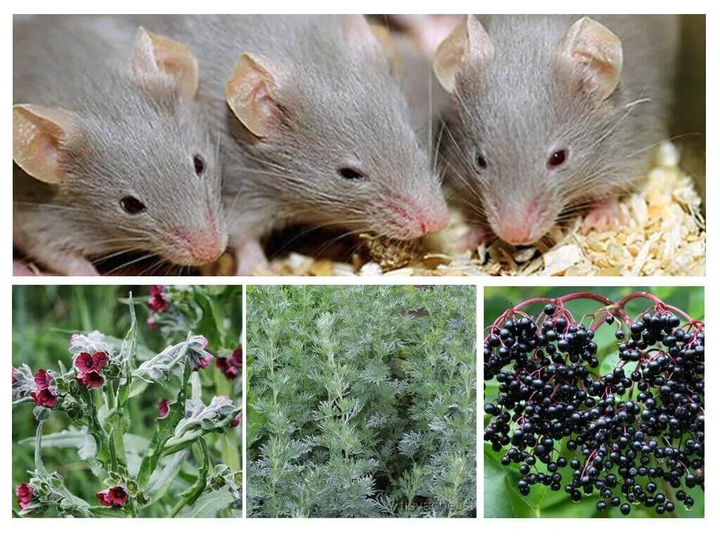 Крыса и растения. Растения от мышей. Трава от крыс и мышей. Растения отпугивают крыс и мышей.