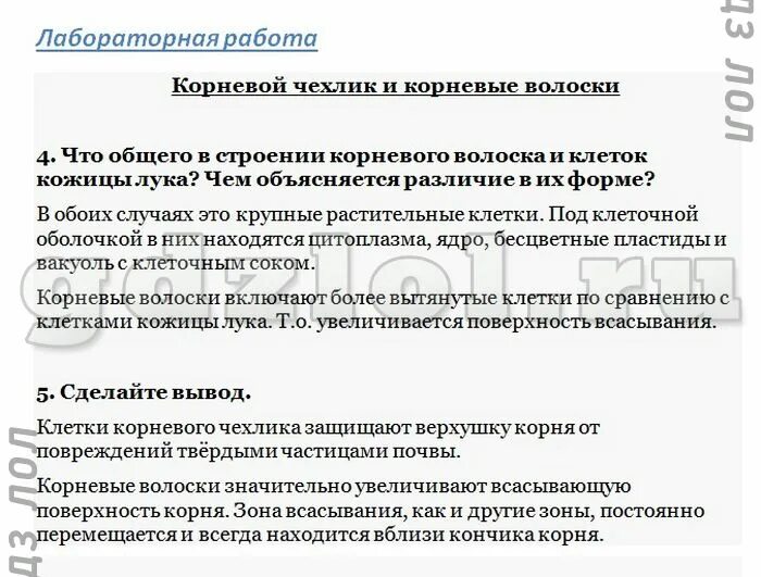 корневая система вывод. лабораторная работа стержневая и мочковатая корневые системы. лаб раб корневой чехлик и корневые волоски. выполните лабораторную работу строение корня проростка. план лабораторной работы по биологии 6 класс.