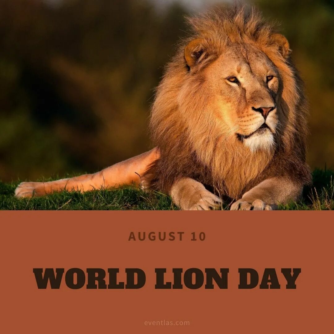 Дни льва в марте 2024. World Lion Day. Всемирный день Льва. Всемирный день Льва 10 августа. День Львов.