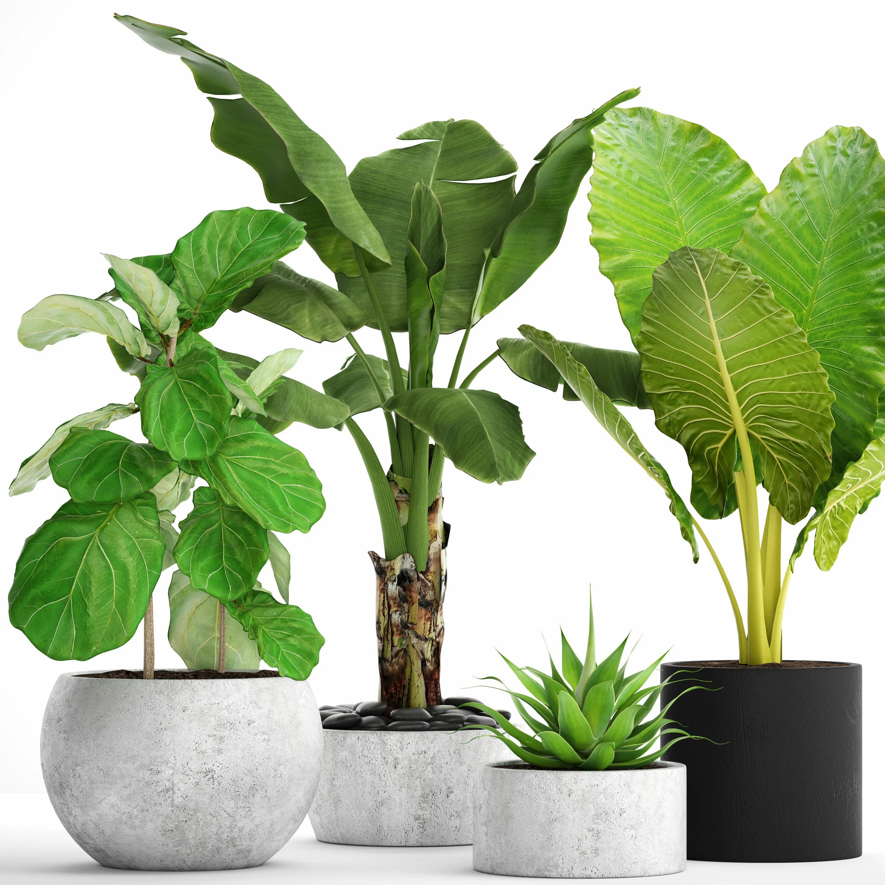 Самые нужные растения. 3d растения. Комнатные растения в визуализации. Коллекция растений. Модель Plant 3d.