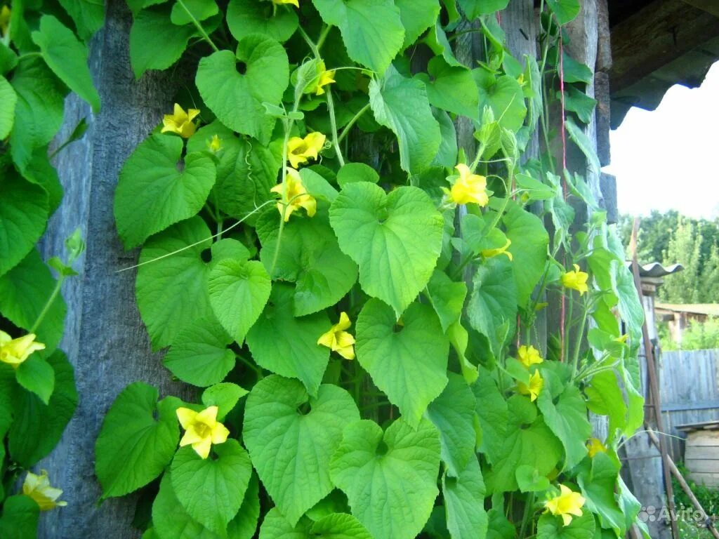 где лучше сажать кабачки. огурцы любят солнце. подвязка огурцов на грядке в открытом грунте. магниевое голодание у огурцов. подвязка огурцов в открытом грунте.