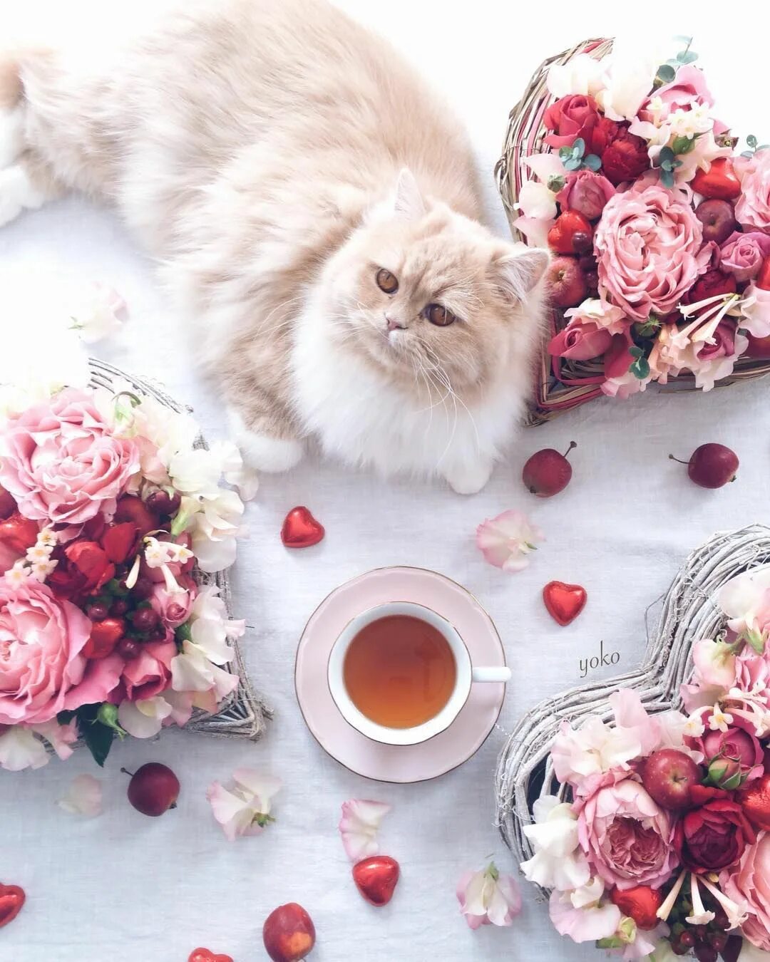 Миленького утра. Утренний кофе. С добрым утром. Котик в чашке. Доброе утро котик.