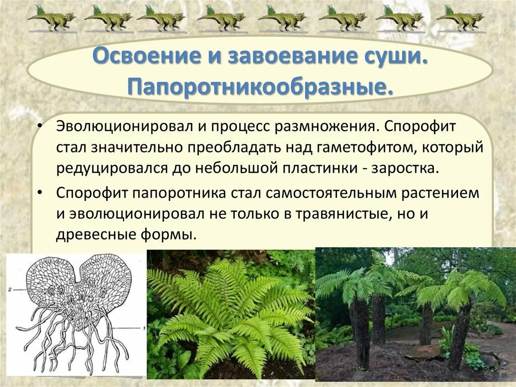 Папоротникообразные Эра. Появление папоротникообразных. Представители папоротников. Ароморфозы папоротникообразных. Функция гаметофита папоротников