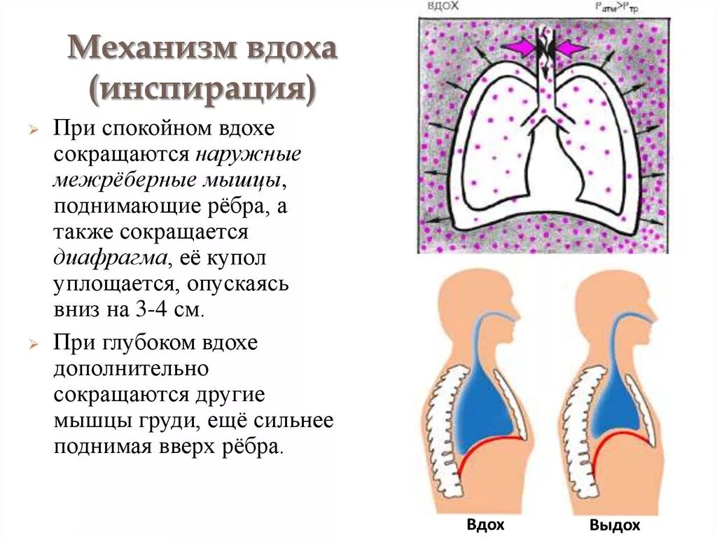 При выдохе у человека происходит. Механизм вдоха и выдоха схема. Механизм спокойного и глубокого вдоха и выдоха. Процессы при вдохе и выдохе. Вдох механизм дыхания.