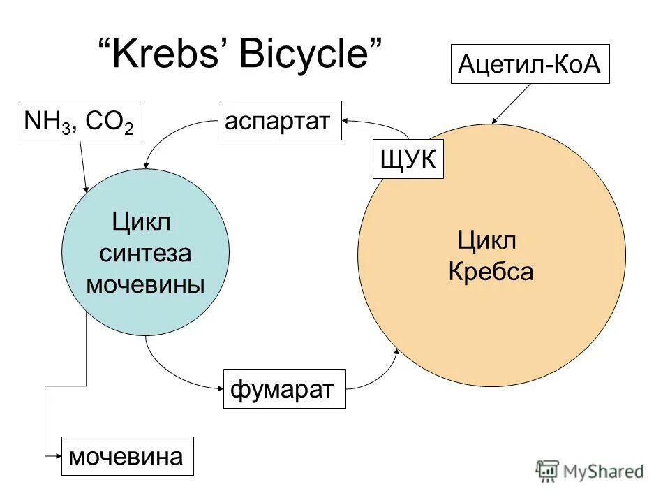 Цикл ацетил коа. Аспартат до ацетил КОА. Цикл Кребса, мочевины и.