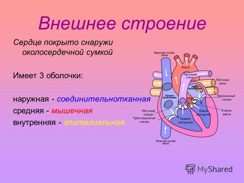 Сердечная строение и функции. Наружное строение сердца анатомия. Внешнее строение сердца. Внушние строение сердца. Внешнее и внутреннее строение сердца.