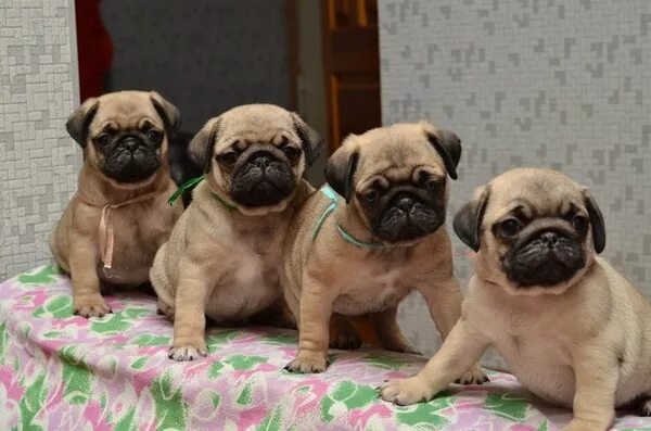 Pin by георгий on mops Cute pugs, Cute pug puppies, Pug puppies