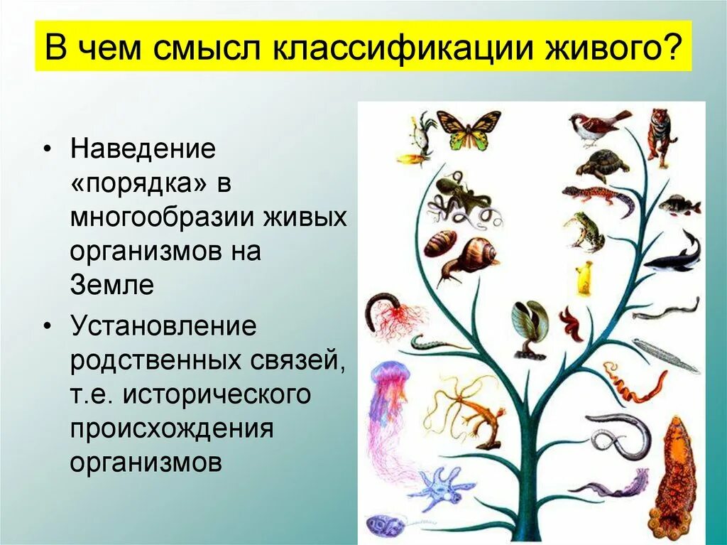 Многообразие организмов и их классификация. Классификация живых организмов. Биология классификация организмов. Систематика живых организмов. Классификация животных организмов.