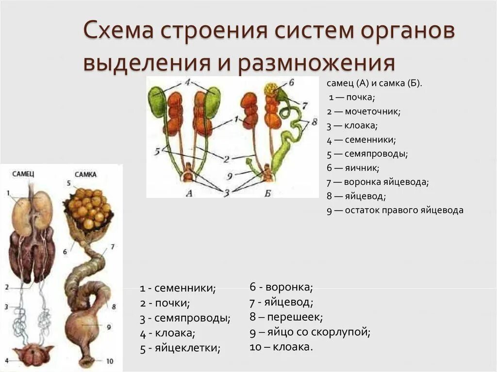 Кишечник мочеточники открываются в клоаку. Органы размножения птиц схема. Выделительная система птиц схема. Система органов размножения птиц. Схема строения систем органов выделения и размножения самца и самки.