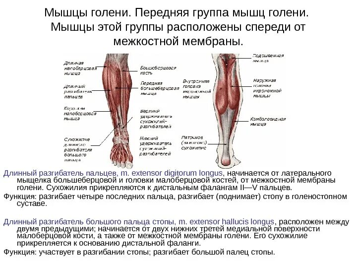Мышца таза разгибающая бедро
