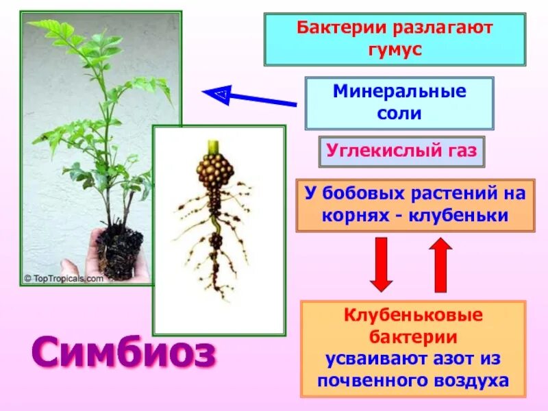 Пример симбиоза бактерий. Симбиоз между бактериями и растениями. Симбиоз клубеньковых бактерий и бобовых растений. Клубеньковые бактерии симбиоз. Клубеньковые бактерии усваивают.