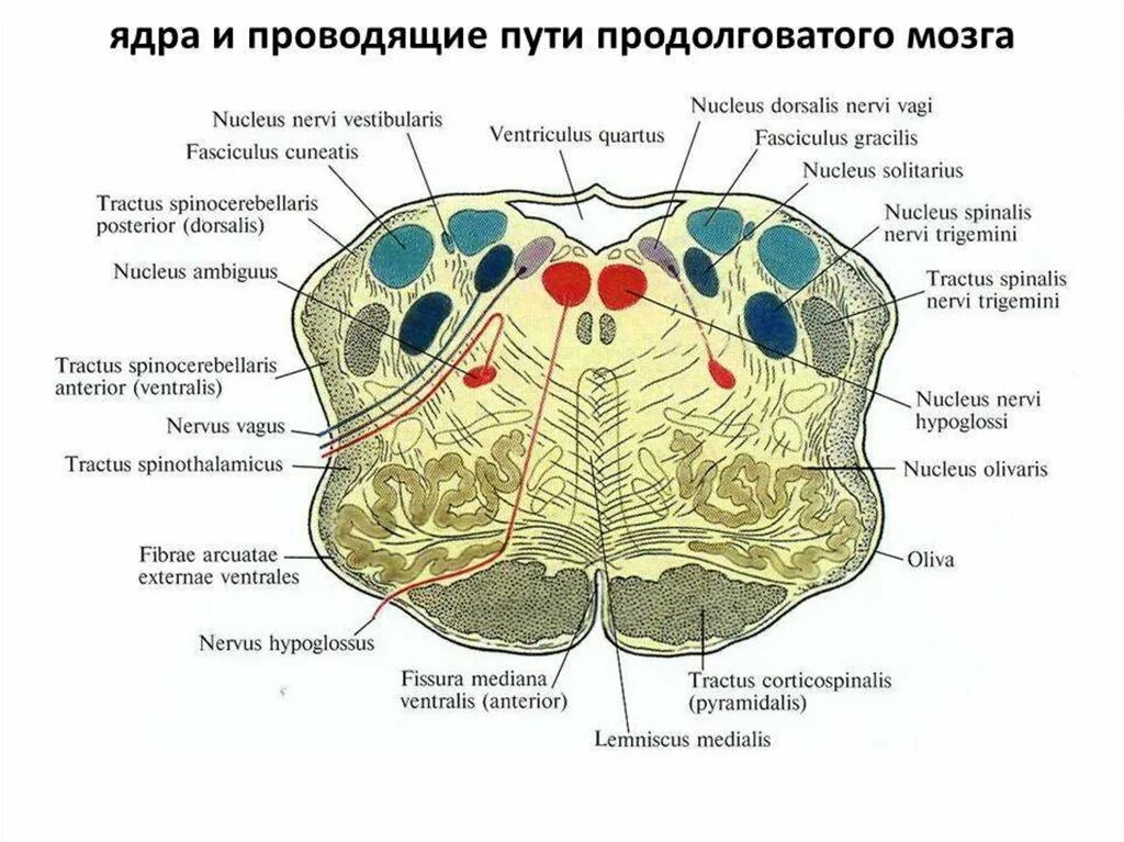 Внутреннее строение продолговатого мозга ядра. Ядра и проводящие пути продолговатого мозга. Продолговатый мозг. Ядра мозга функции. Ядро оливы продолговатого мозга.