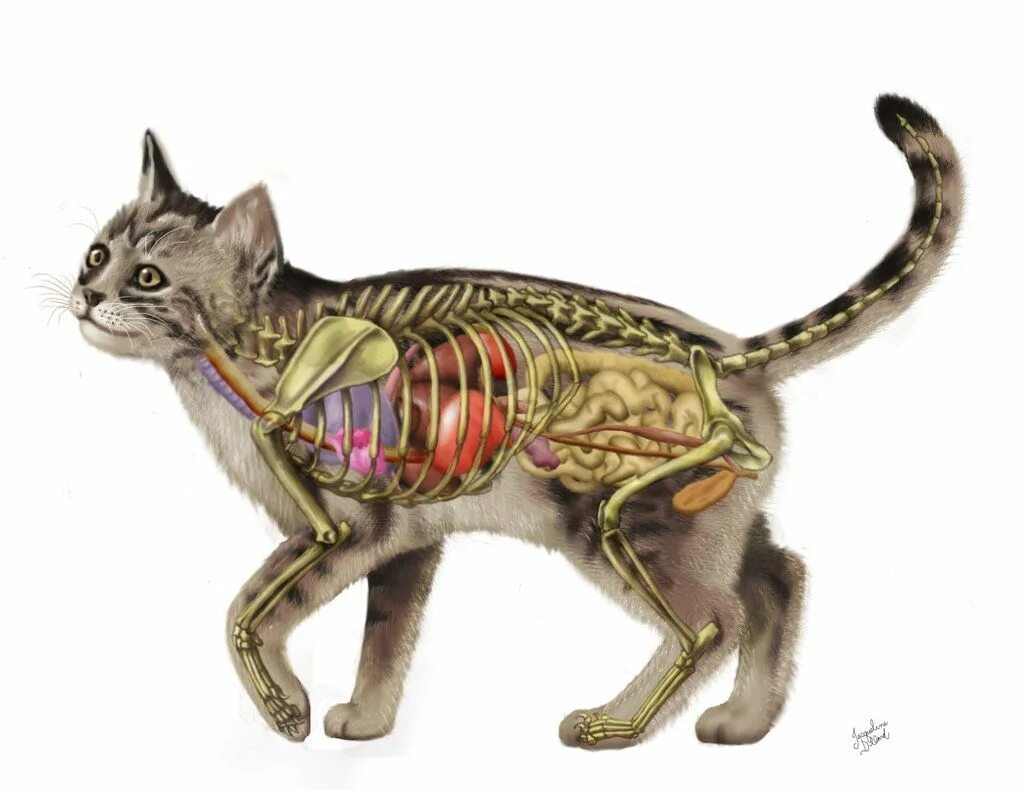 Cat organ. Анатомия кота. Скелет и органы кота. Строение тела кота. Анатомия тела кота.