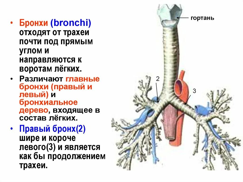 Бронхи и бронхиальное дерево анатомия. Трахея и бронхиальное дерево. Трахея и бронхиальное дерево анатомия. Трахеи бронхи легкие строение. Функции трахеи животных