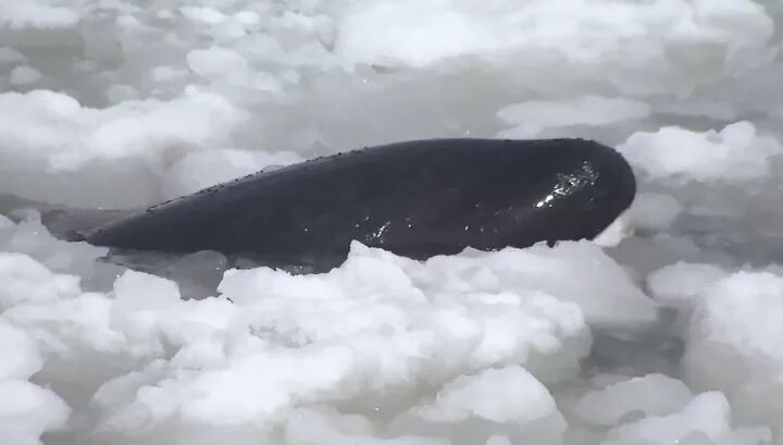 Кит поднял лодку с людьми. Спасение касаток из ледового плена. Как касатки спасли человека ат настаящива мегалдона. Спасение касатки. Спасение касаток из ледового плена.