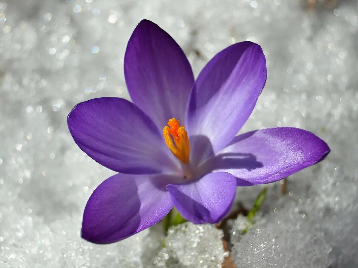 Цветок Крокус в снегу. Crocus korolkowii. Подснежники и крокусы в снегу. Синие крокусы в снегу.