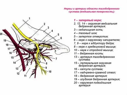Кровоснабжение сустава анатомия