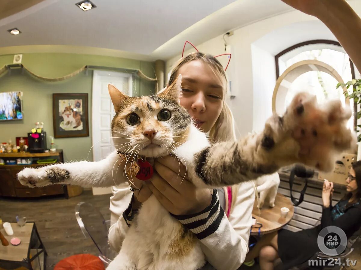Кафе с кошками. Кафе коты и люди москва. Кошачье кафе - "cat cafe" в японии. Котики и люди кафе в москве. Котики и люди гиляровского 17.