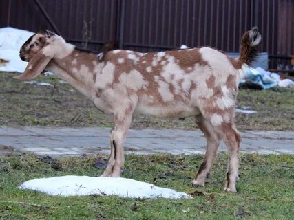 Козий форум